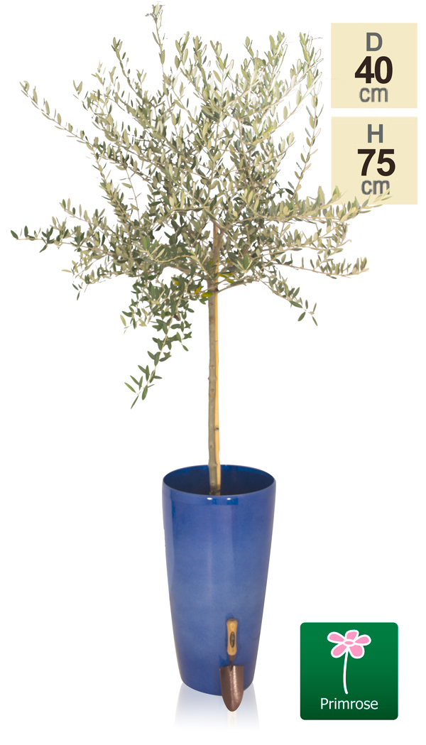 Vaso a cilindro da H75cm colore blu pacifico - della Primrose™ 44,99 €